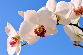 世界体操线上教学平台：名师课程覆盖更多学员，世界体操技巧冠军